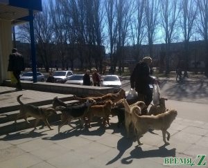 свора собак